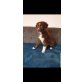 Australian Shepherd  Welpen - Rüde