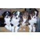 Australian Shepherd Welpen mit ASCA Papieren, Australian Shepherd Dog Welpen - Hündin
