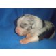 Australian Shepherd Welpen suchen aktive Schm, Australian Shepherd Dog Welpen - Rüde