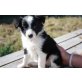 Australian Shepherd Welpen zu verkaufen, Australian Shepherd Dog - Hündin
