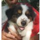 Australian Shepherd Welpen zu verkaufen, Australian Shepherd Dog - Rüde