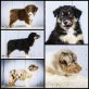 Australian Shepherds aus ÖKV/FCI Zuchtstätte, Australian Shepherd Dog Welpen - Hündin