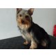 Australian Silky Terrier - Hündin