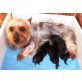 Australian Silky Terrier Welpen - Rüde