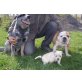 Australian cattle dog und Englendische Bulldo Welpen - Rüde