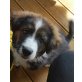Australian shepherd Welpen - Rüde