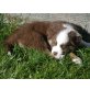 Australiensheperd-Bernersennen-Bordercollie - Rüde
