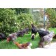 Australorps - männlich