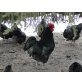 Australorps - männlich