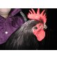 Australorps - männlich