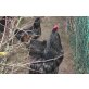 Australorps - männlich