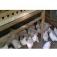 Australorps - weiblich