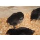 Australorps - weiblich