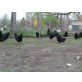 Australorps - weiblich