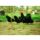 Australorps - weiblich