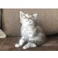Avana, Maine Coon - Katze