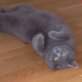 Avanto, Britisch Kurzhaarkatze - Kater