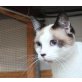 Avari, Snow Shoe-Mix - Kater