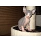 Avatar von der Seenplatte, Sphynx - Kater