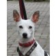 Avena, Jack Russell Mix - Hündin