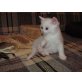 Avgusta, Persse - Katze