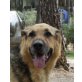 Avi, Schäferhund-Mix - Rüde