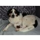 Avia, kleine Hundefamilie in Not, Mischling - Hündin