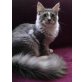 Axel  und  Alex, Maine Coon - Kater
