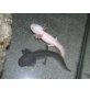 Axolotl