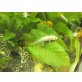 Axolotl