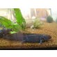 Axolotl - männlich