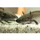 Axolotl - männlich