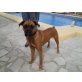 Ayala, Boxer - Hündin