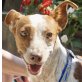 Ayala, Podenco Andaluz - Hündin
