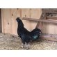Ayam Cemani - männlich