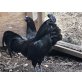 Ayam Cemani - weiblich