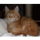 Ayane, Maine Coon - Katze