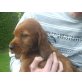 Ayk the red faity Diamond, Irish Setter - Rüde