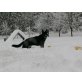 Ayka, Deutscher Schäferhund - Hündin