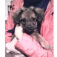 Ayka und Luna, Pekinese und  Labrador Welpen - Hündin