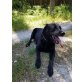 Ayko, Labrador-Mischling - Rüde