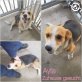 Ayla, Beagle-Mix - Hündin