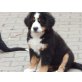 Ayla, Berner Sennenhund Welpen - Hündin