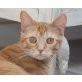Ayla, Europäische Kurzhaarkatze - Katze