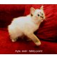 Ayla, Heilige Birma - Katze