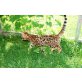 Ayleen, Bengalkatze - Katze