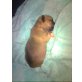 Aylin, Chihuahua kurzhaariger Schlag Welpen - Hündin