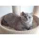 Aymie am Gerabach, Britisch Kurzhaarkatze - Katze