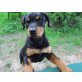 Ayo, Rottweiler Welpen - Rüde