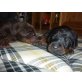 Aysha, Dobermann Welpen - Hündin